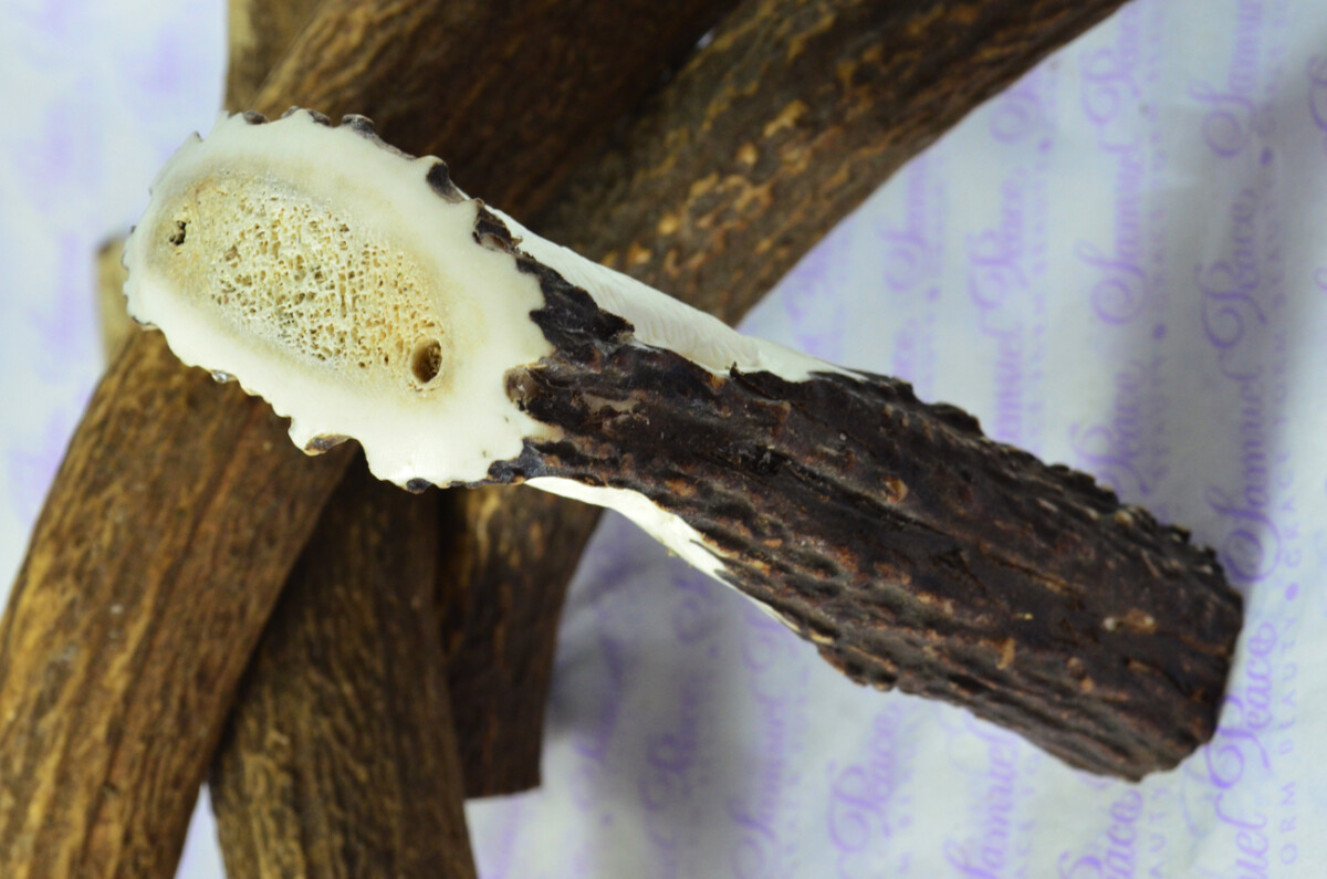 Fantastic Hand Carved Brown Bear Walking Stick Cane Top Handle Stag Antler Horn Made Sheffield England - Image 3
