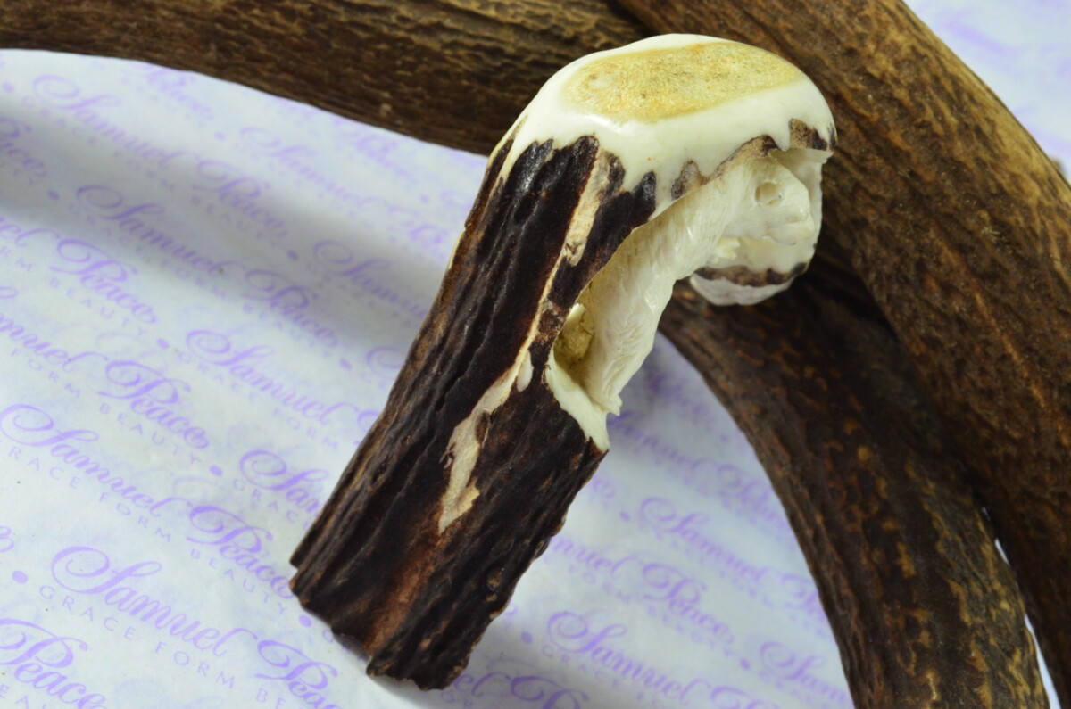 Amazing Hand Carved Brown Bear Walking Stick Cane Top Handle Stag Antler Horn Made Sheffield England - Image 3