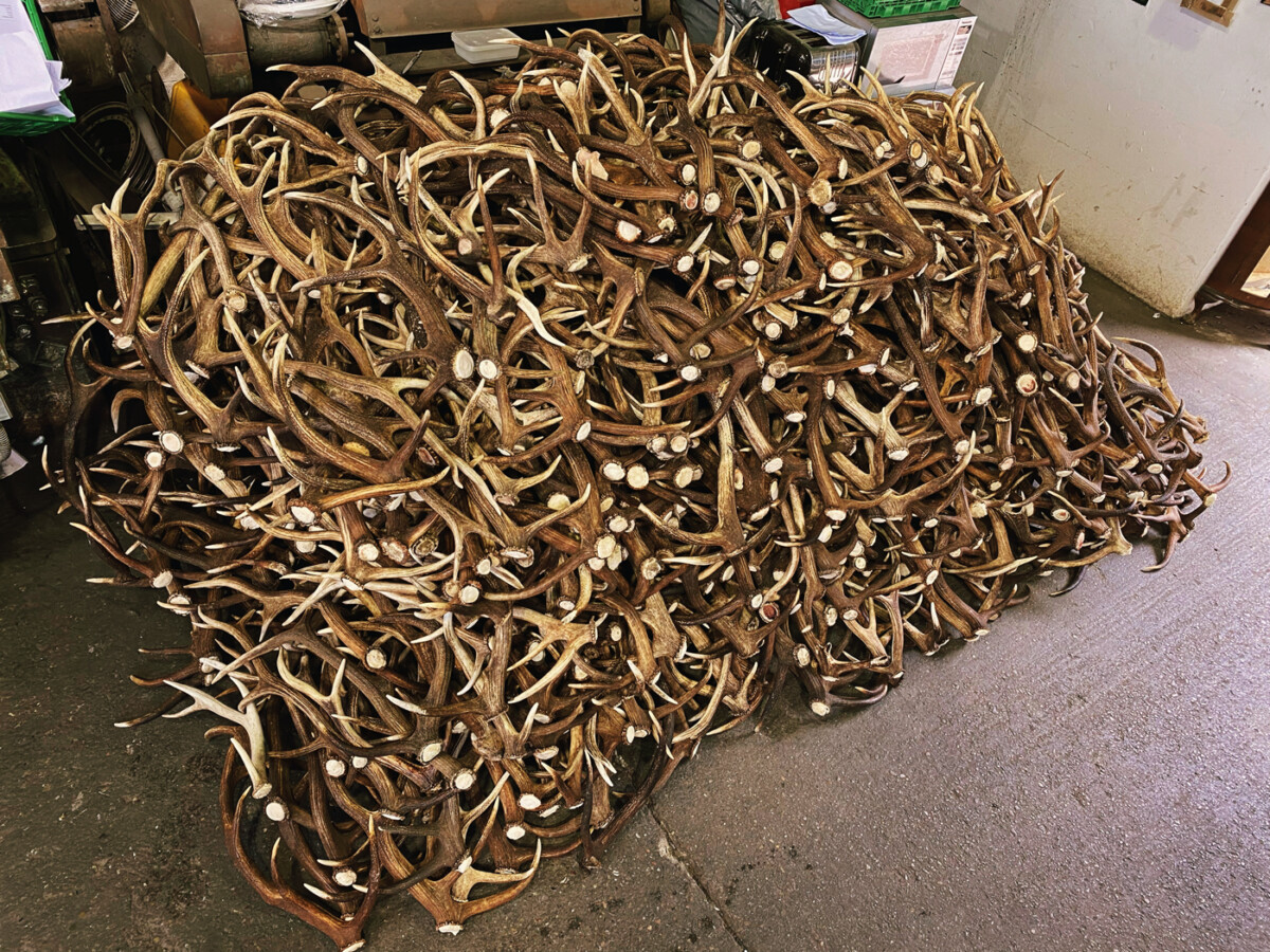 Premium Scottish Stag Horn Antler Dog Chew Naturally Shed Sustainable Dog Toy Deer Antler - LARGE - Image 2