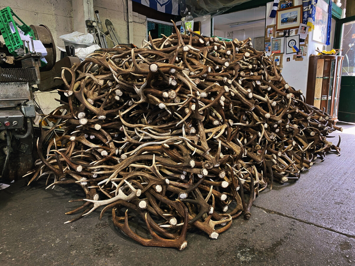 Premium Scottish Stag Horn Antler Dog Chew Naturally Shed Sustainable Dog Toy Deer Antler - LARGE - Image 12