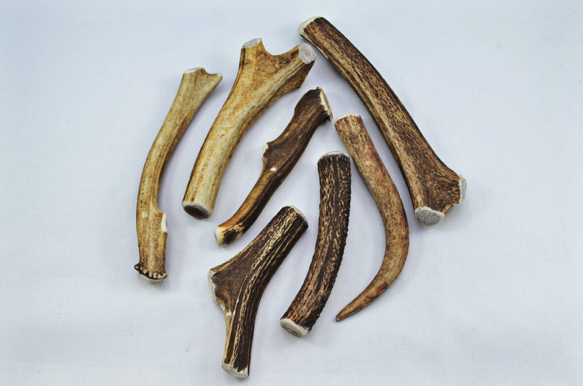 Premium Scottish Stag Horn Antler Dog Chew Naturally Shed Sustainable Dog Toy Deer Antler - LARGE - Image 4