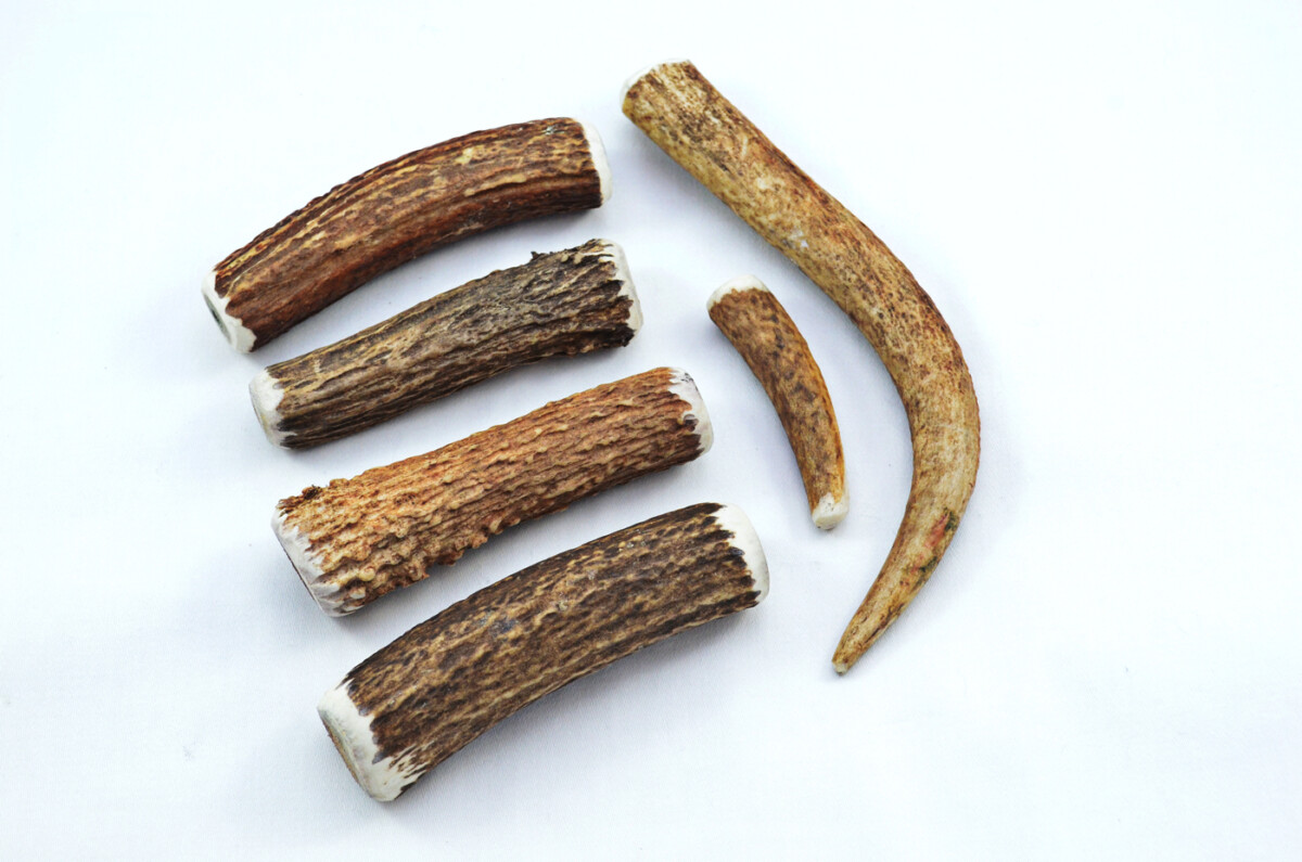 Premium Scottish Stag Horn Antler Dog Chew Naturally Shed Sustainable Dog Toy Deer Antler - LARGE - Image 6