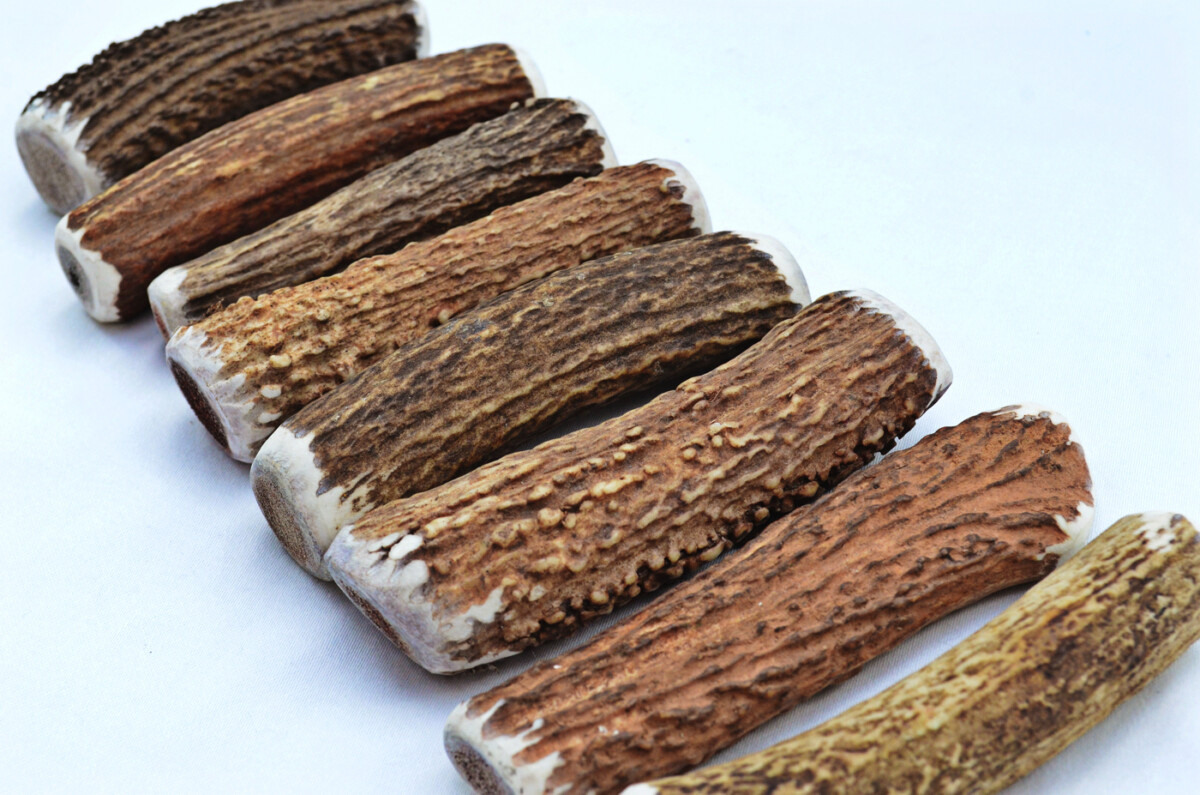 Premium Scottish Stag Horn Antler Dog Chew Naturally Shed Sustainable Dog Toy Deer Antler - LARGE - Image 3