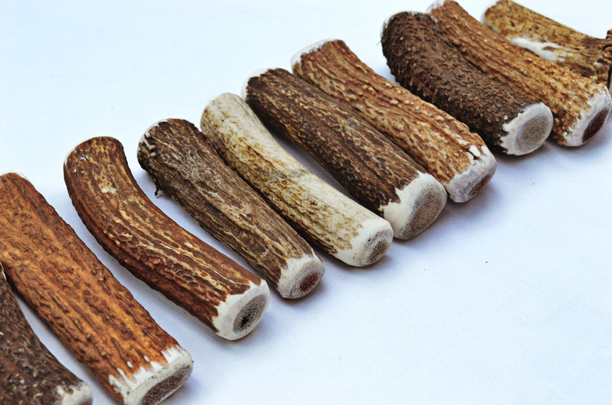 Premium Scottish Stag Horn Antler Dog Chew Naturally Shed Sustainable Dog Toy Deer Antler - LARGE - Image 11