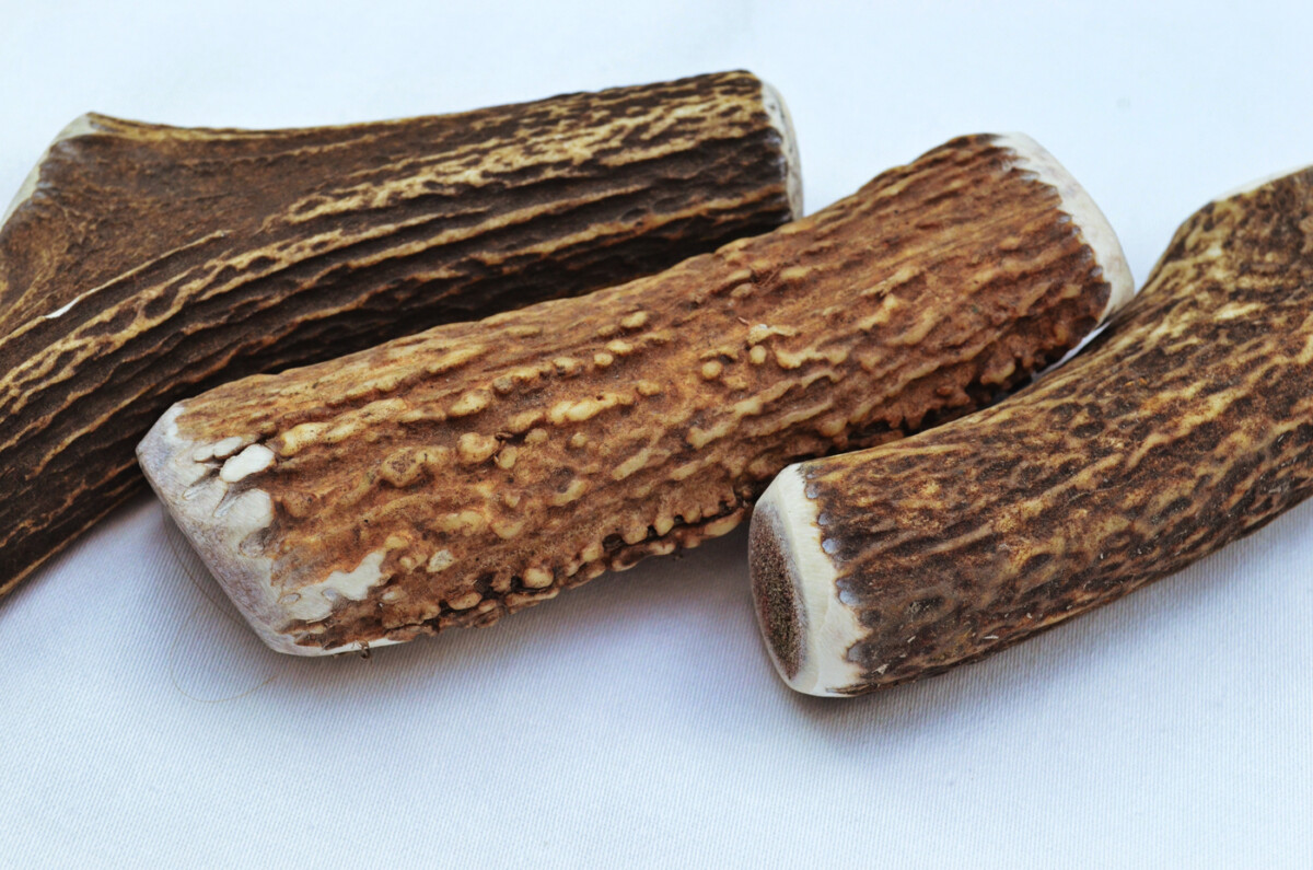 Premium Scottish Stag Horn Antler Dog Chew Naturally Shed Sustainable Dog Toy Deer Antler - LARGE - Image 10