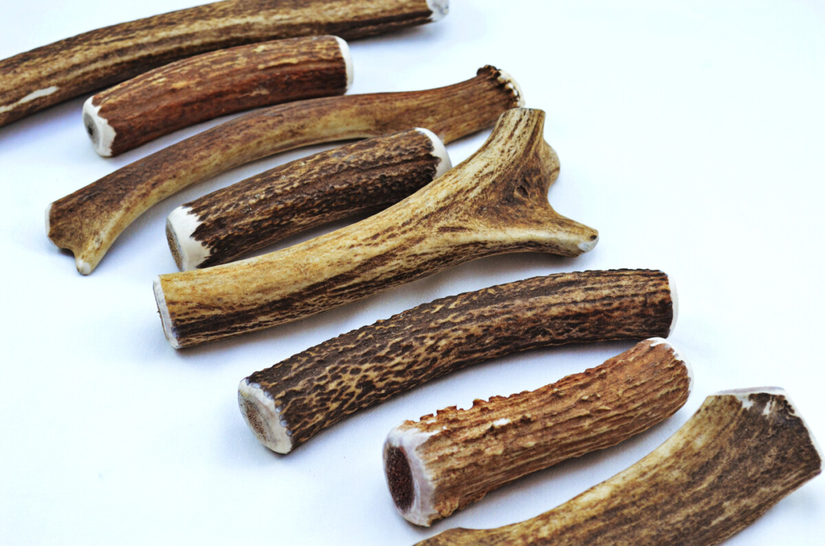 Premium Scottish Stag Horn Antler Dog Chew Naturally Shed Sustainable Dog Toy Deer Antler - LARGE - Image 7