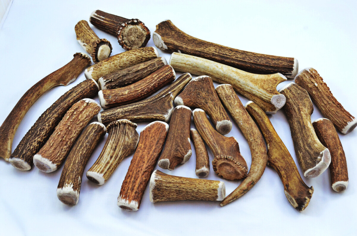 Premium Scottish Stag Horn Antler Dog Chew Naturally Shed Sustainable Dog Toy Deer Antler - LARGE